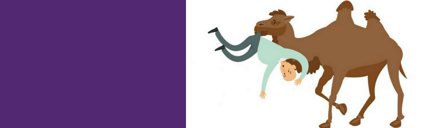There's Only One Type Of Camel